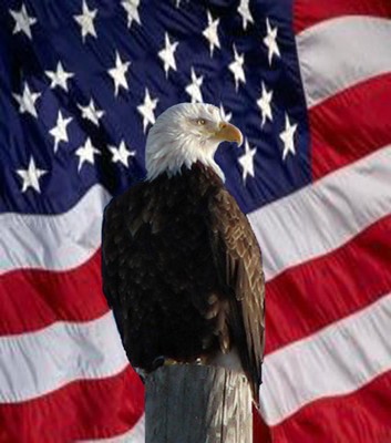 Eagle in Front of a Flag