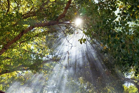 Sunlight Through Trees